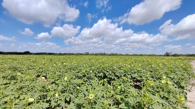 La siembra de okra en la región se realiza en dos etapas al año, permitiendo mantener su exportación constante